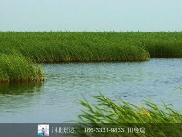 成熟芦苇效果