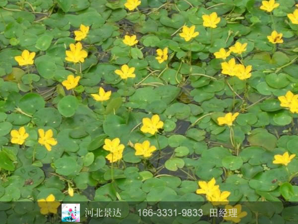 荇菜效果