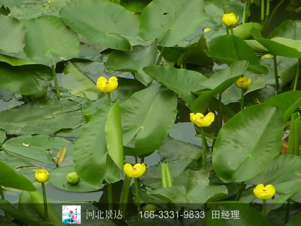 黄金莲效果