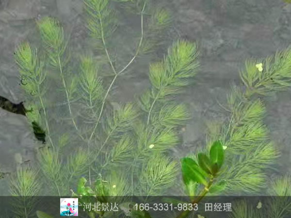 金鱼藻效果
