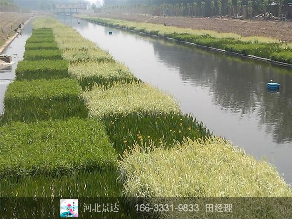 湖北河道芦苇田工程
