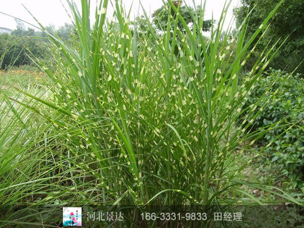 斑叶芒效果