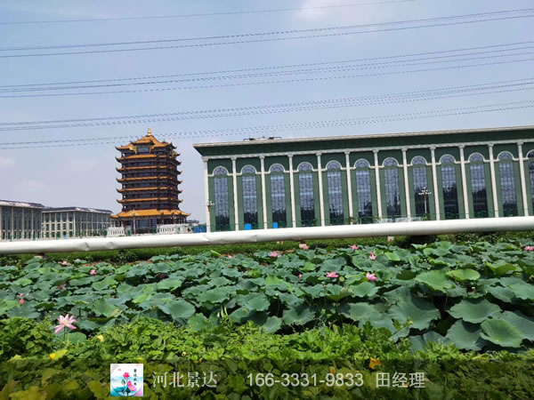 荷花栽种效果