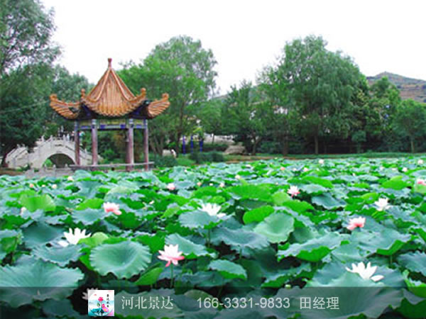 黑龙江省鹤岗市清源湖生态景区荷花、睡莲种植工程