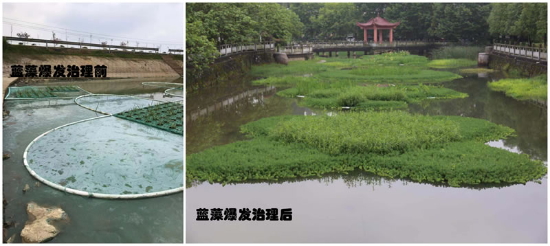北京小中河工程蓝藻泛滥治理前后对比图