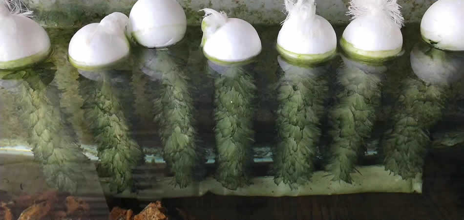 仿生水草